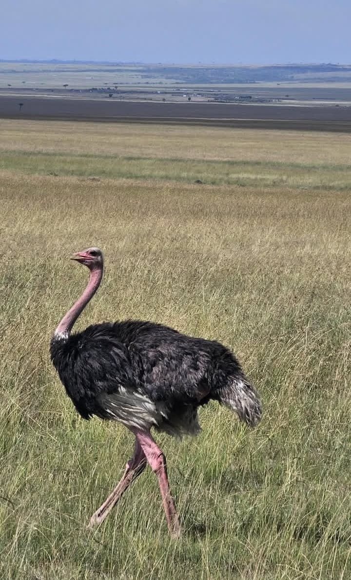 Serengeti Plains