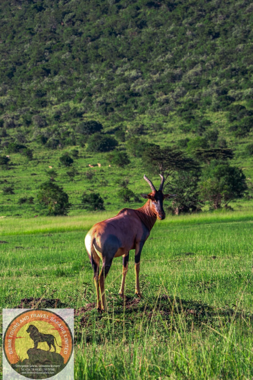Ultimate Big Five Safari