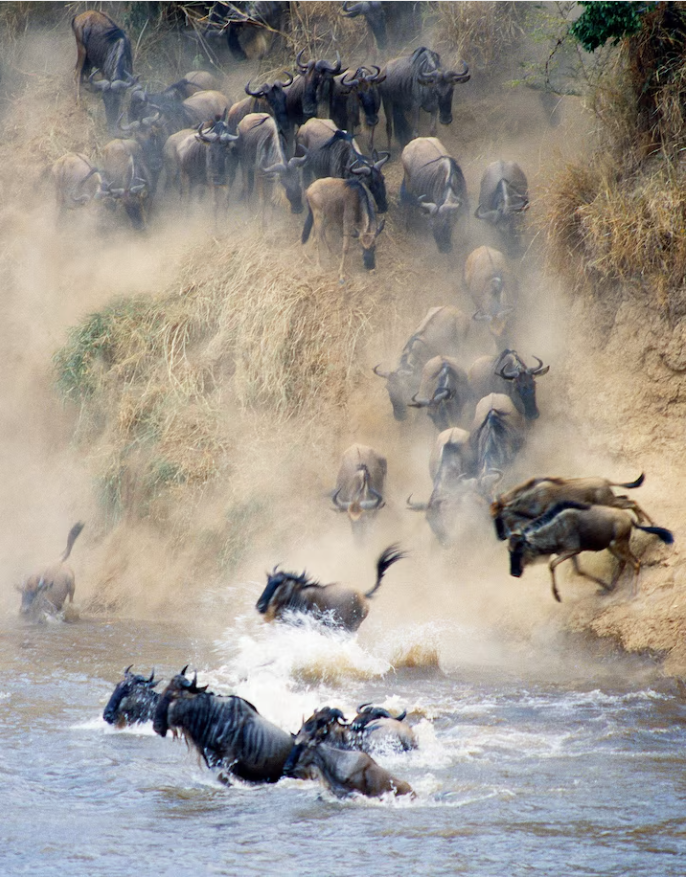 Masai Mara