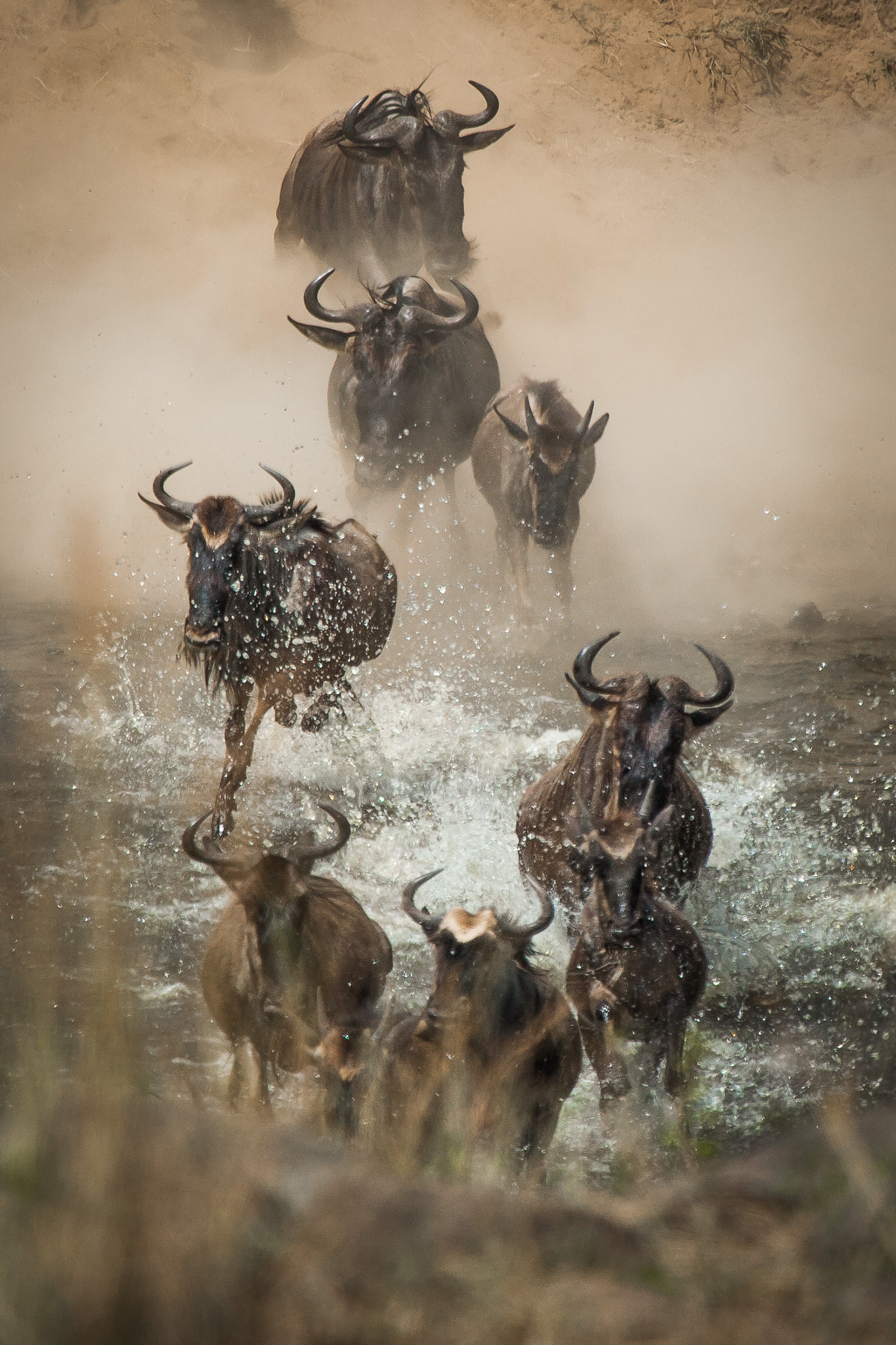 Safari Adventure
