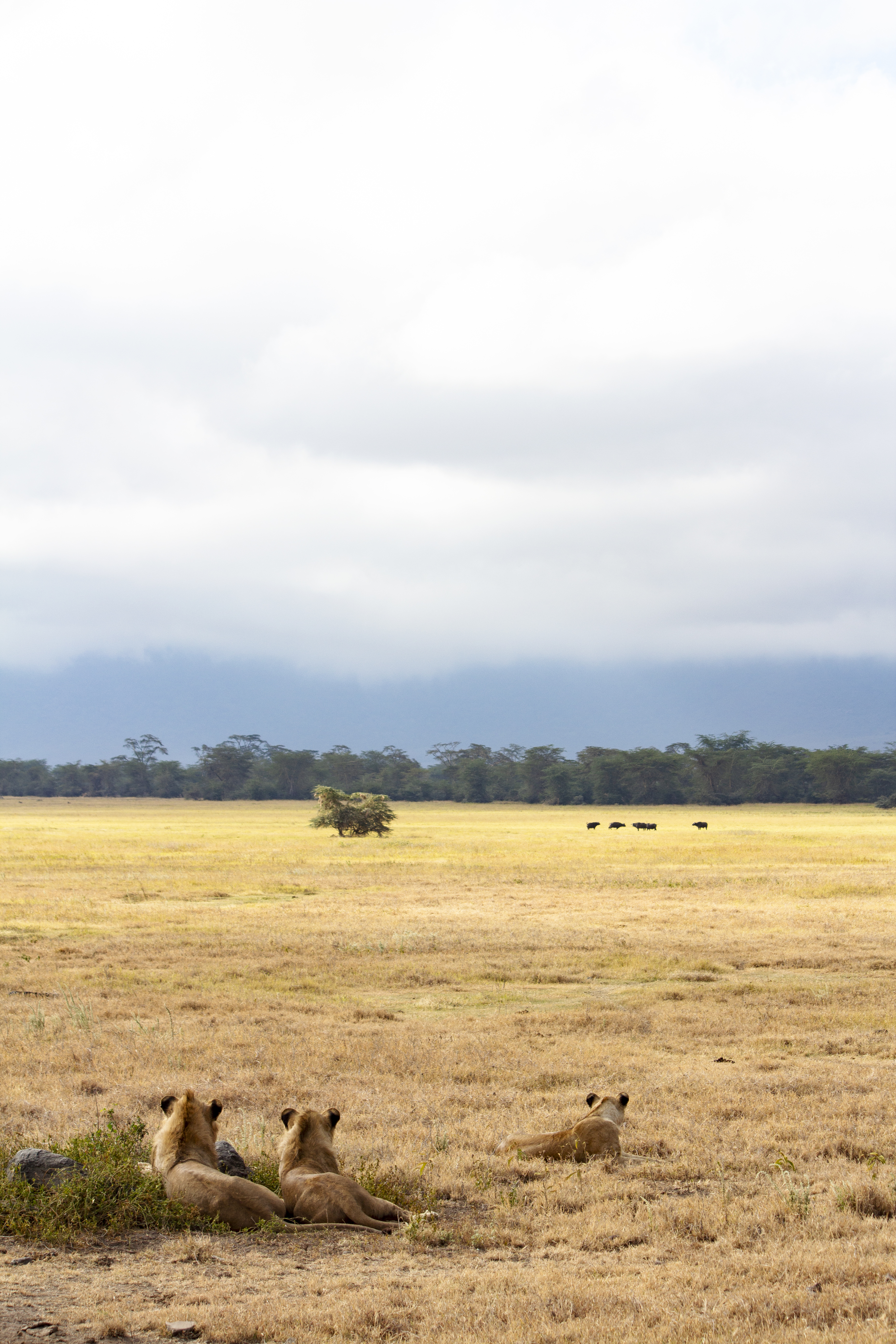 Tanzania Safari