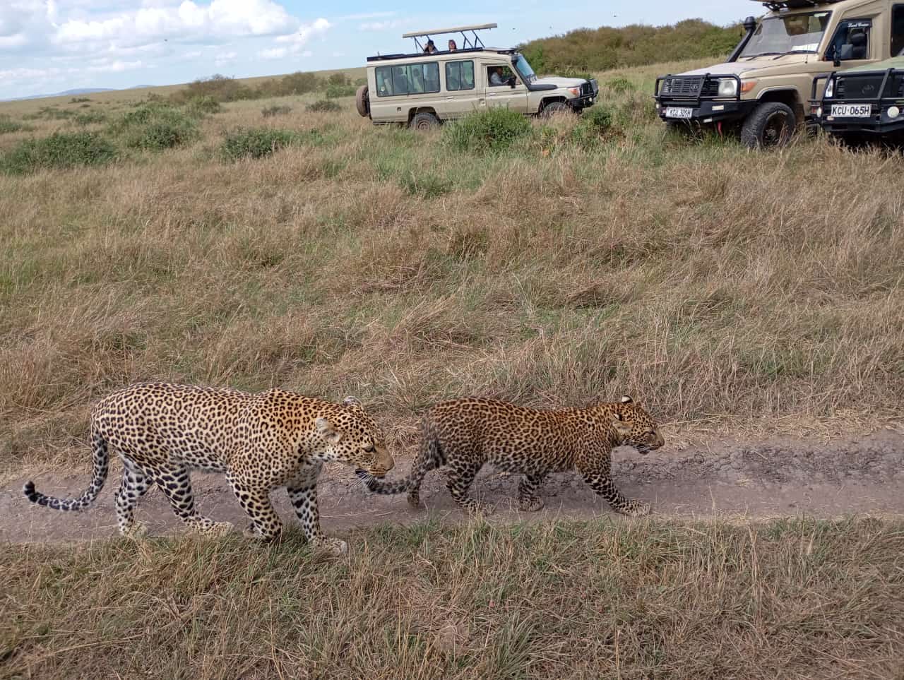 Adventure Safari