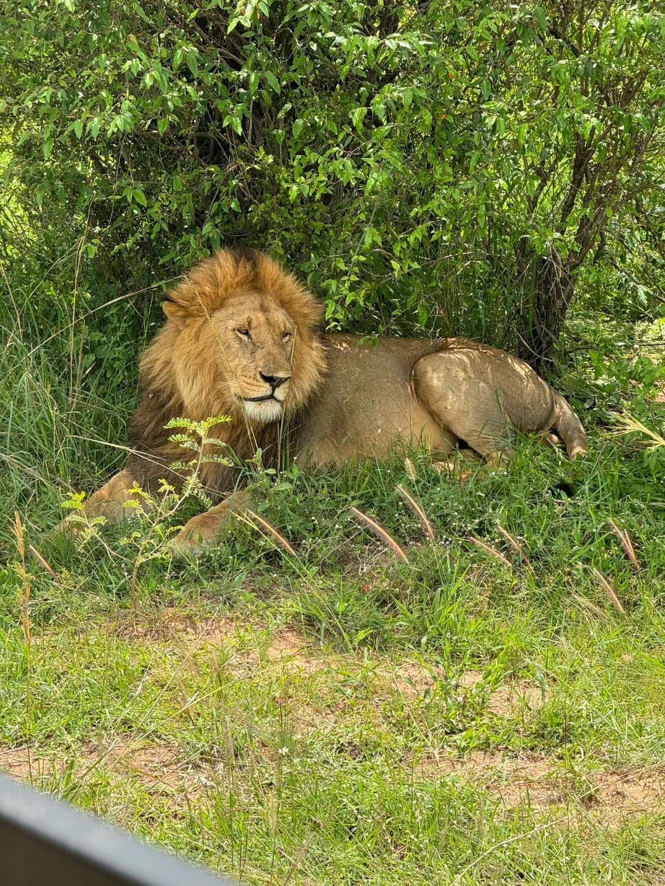 Wildlife Encounters